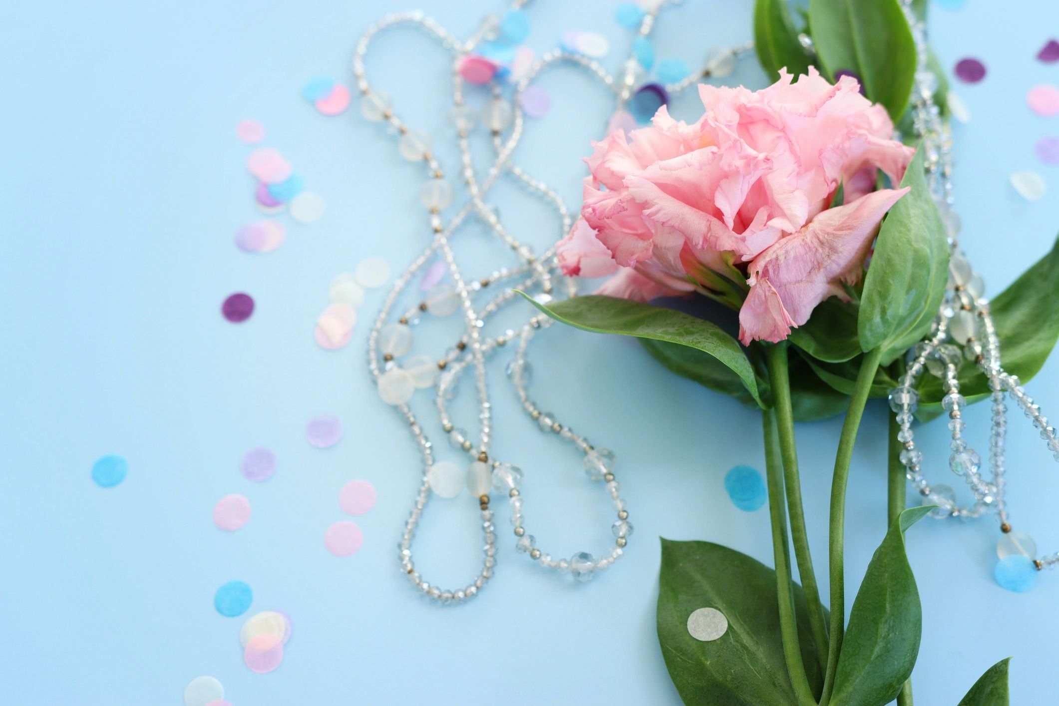Top view image of pink flower over blue background .Flat lay